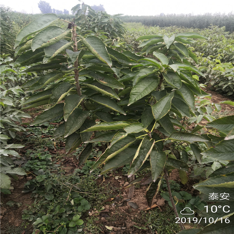 5公分櫻桃樹批發(fā)_5公分櫻桃樹單價及報價