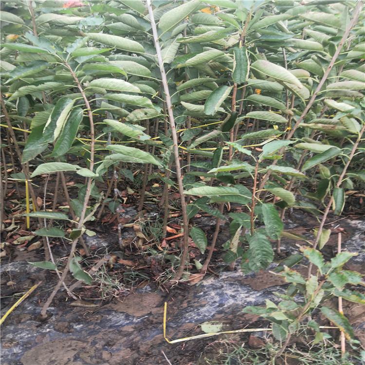5公分櫻桃樹基地