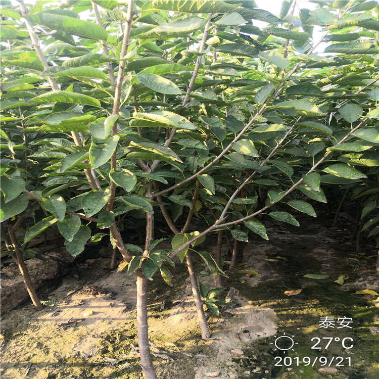 4年三公分櫻桃樹栽培及價(jià)格