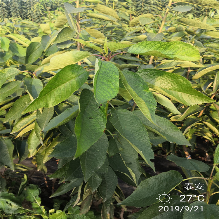 大櫻桃樹報價