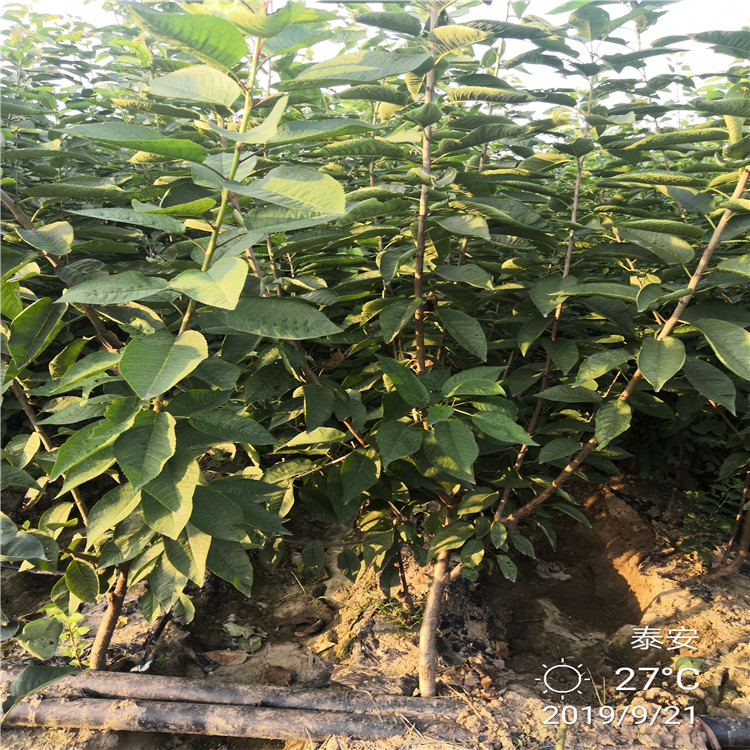 矮化櫻桃樹價(jià)格_大櫻桃樹售價(jià)