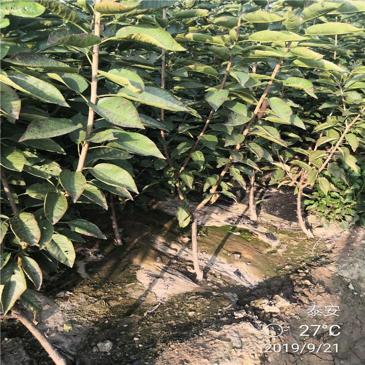 3公分櫻桃樹售價(jià)_3公分櫻桃樹天天報(bào)價(jià)