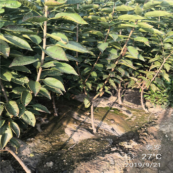 3公分櫻桃樹產(chǎn)地報(bào)價(jià)