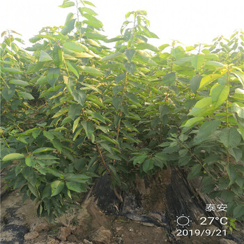 4年三公分櫻桃樹栽培及價(jià)格