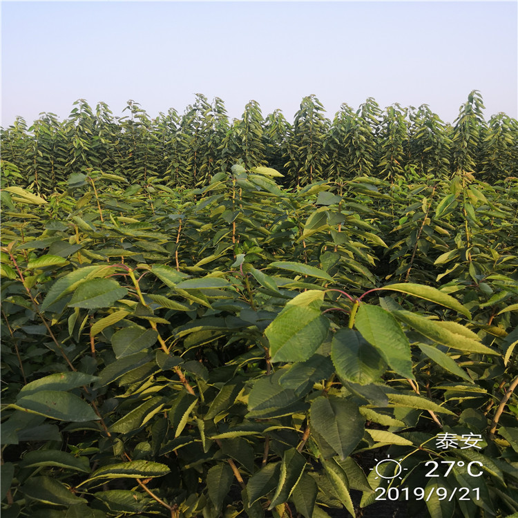 大櫻桃樹產(chǎn)地報價