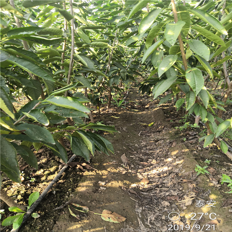 大櫻桃樹產(chǎn)地報價
