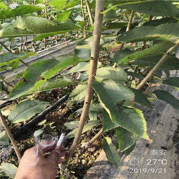 大櫻桃樹種植