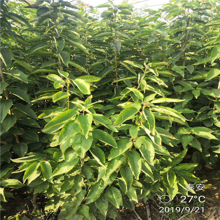 大櫻桃樹種植