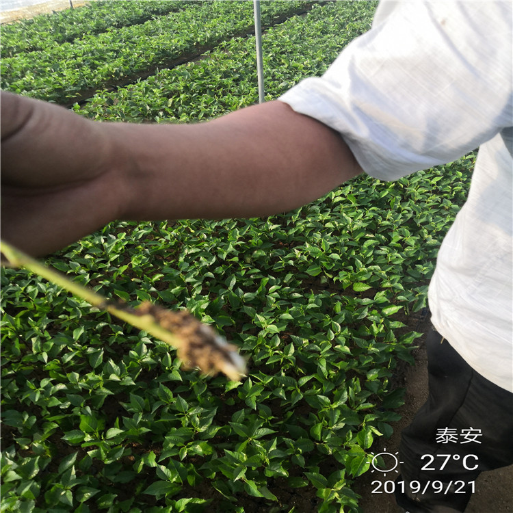 4年三公分櫻桃樹栽培及價(jià)格
