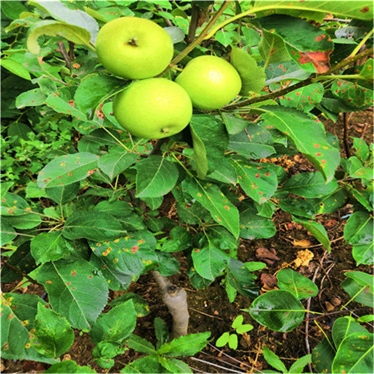 無(wú)病害蘋果苗報(bào)價(jià)