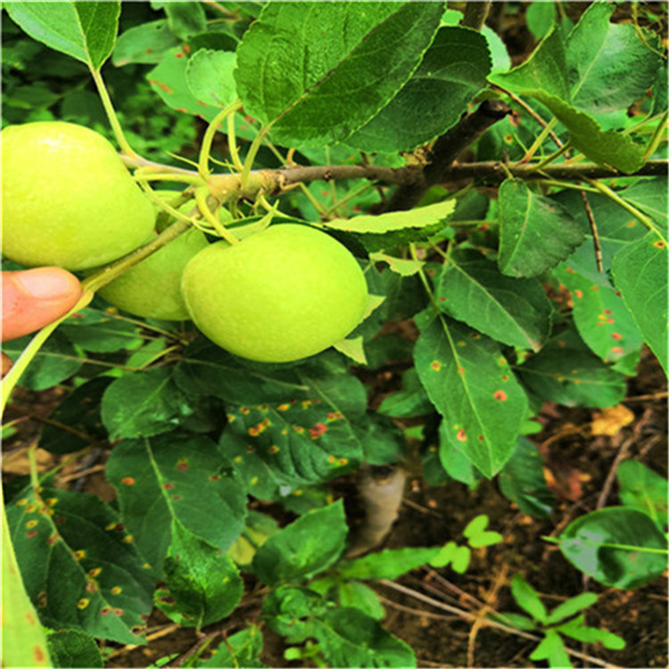 泰安苹果苗木价格_苹果树苗批发及单价