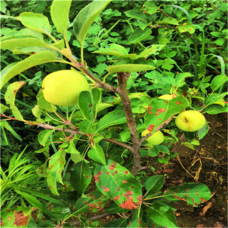 富士蘋(píng)果苗價(jià)格_魯麗蘋(píng)果苗批發(fā)及單價(jià)