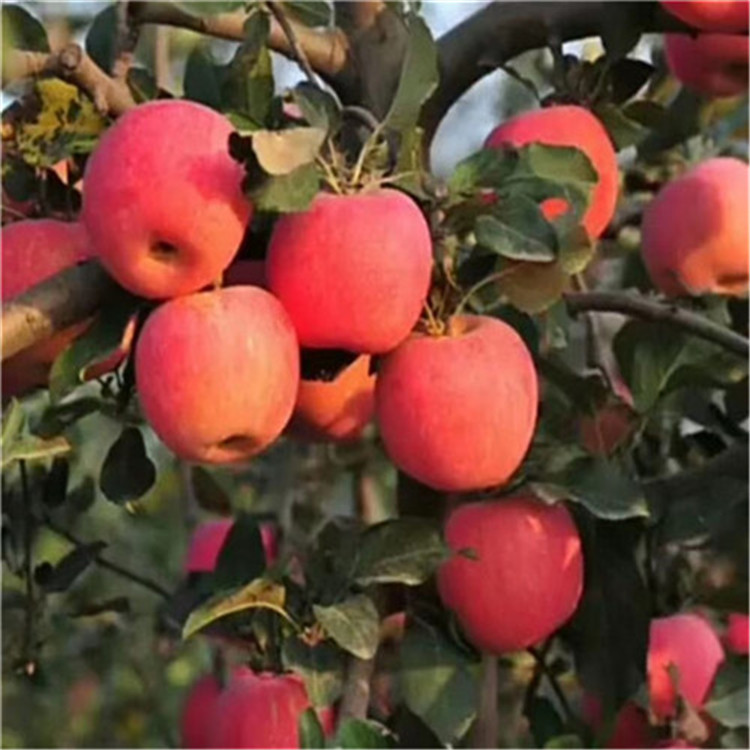 華碩蘋果苗價(jià)格_泰安蘋果苗木價(jià)格及單價(jià)
