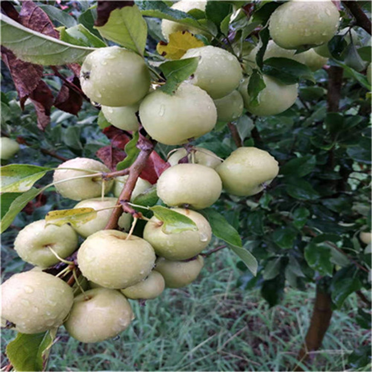 紅色之愛蘋果苗售價(jià)