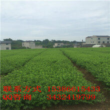 贵州核桃苗栽种前景,贵州核桃苗栽种价值图片