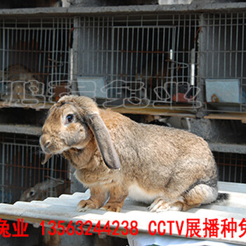 鹏程兔业巨型兔,贵州公羊兔服务周到