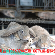 鹤壁肉兔30年培育改良图片