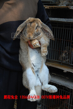 内蒙古公羊兔30年精心培育种兔