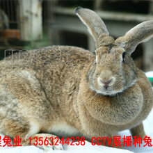 鹤壁肉兔品种优良图片