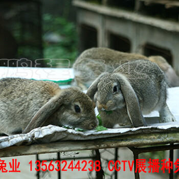 驻马店肉兔30年精心培育种兔