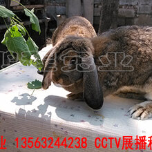 乌鲁木齐公羊兔繁殖率高图片