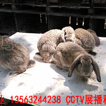 鹏程兔业法国公羊兔,内蒙古公羊兔30年精心培育种兔图片