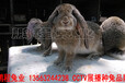 鹏程兔业巨型兔,湖南公羊兔安全可靠