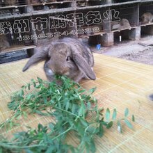 许昌肉兔场家直销,兔子图片