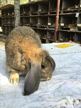 鹏程兔业家兔,衡水肉兔量大从优图片