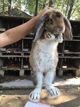 华北公羊兔耗料低,法国公羊兔图片
