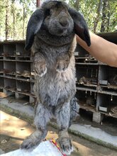 广西公羊兔央视农广天地展播种兔,法国公羊兔图片