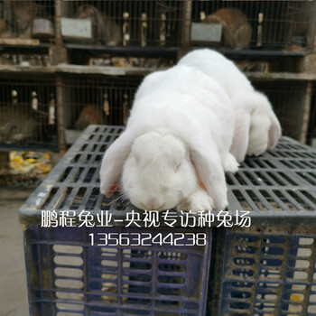 沧州兔子肉兔农广天地专访兔场