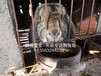 邯鄲農村養殖肉兔農廣天地專訪兔場