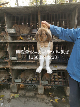 嘉祥当前肉兔价格肉兔农广天地专访兔场,种兔