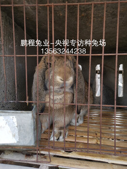 宿州伊拉兔肉兔农广天地专访兔场