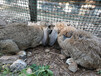 亳州大型公羊兔肉兔農廣天地專訪兔場,種兔