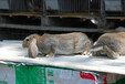 湖北养兔送饲料公羊兔肉兔农广天地拍摄种兔场,巨型兔