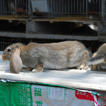山东合同养兔公羊兔肉兔耗料低,家兔