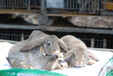 鹏程兔业兔子,南岸鹏程兔业肉兔养殖央视专访
