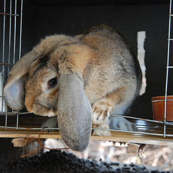 南川鹏程兔业肉兔养殖生长快速,菜兔