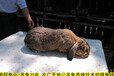 焦作養兔送飼料肉兔35年養兔經驗,種兔