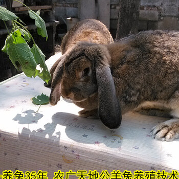 孙师傅公羊兔垂耳兔,河西鹏程兔业公羊兔抗病能力强