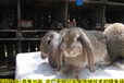 鵬程兔業兔子,自貢鵬程兔業肉兔養殖農廣天地展播