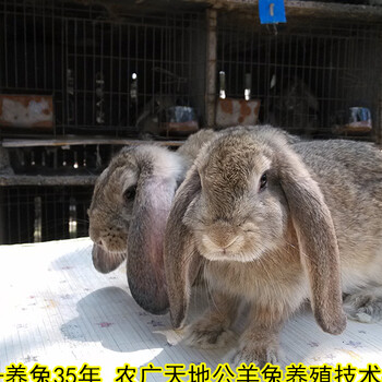 银川鹏程兔业肉兔养殖抗病能力强
