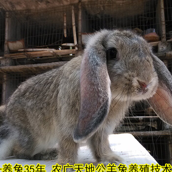 上海养兔回收肉兔繁殖率高,种兔