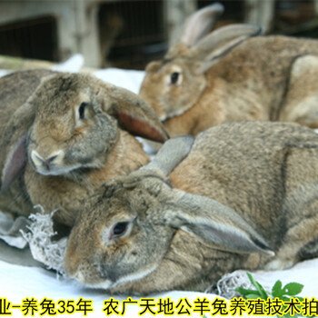 鹏程兔业菜兔,海东鹏程兔业肉兔养殖农广天地展播