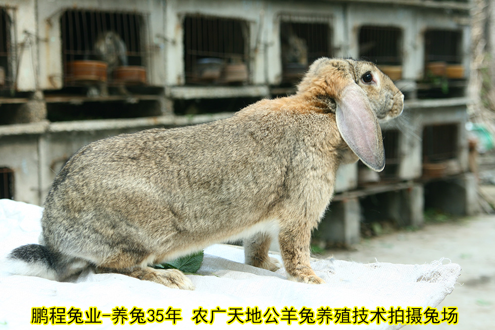 易游娱乐城- YY易游体育官方网站- 易游体育APP肉兔饲养成本
