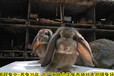 隴南公羊兔鵬程兔業公羊兔農廣天地拍攝種兔場,巨型兔