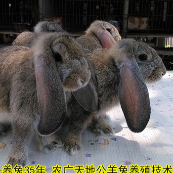 鹏程兔业菜兔,广元鹏程兔业肉兔养殖农广天地展播