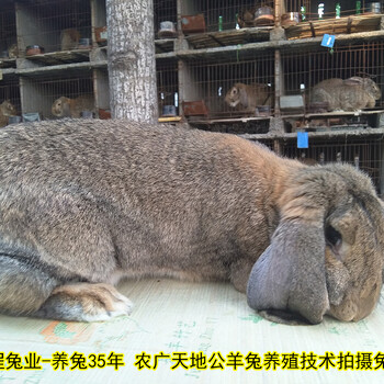 鲁西南养兔送大棚公羊兔肉兔农广天地拍摄种兔场,巨型兔